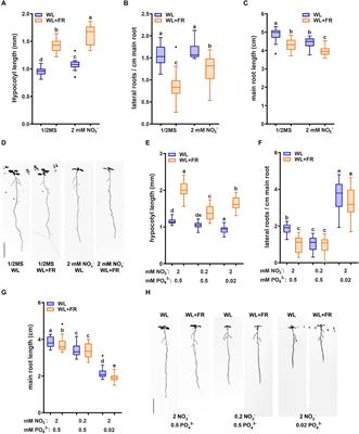 Regulation of Lateral Root Development by Shoot-Sensed Far-Red Light via HY5 Is Nitrate-Dependent and Involves the NRT2.1 Nitrate Transporter